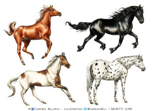 Pur-sang arabe, Frison, Marwari, Appaloosa