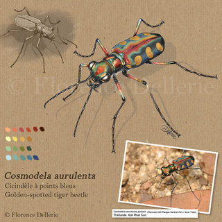 Cosmodela aurulenta