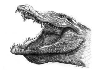 Crocodile