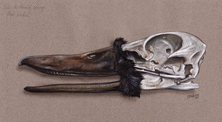 Crâne de Canard sauvage