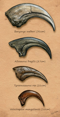 Griffes (fossiles) de dinosaures