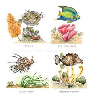 image_poissons_tropicaux_illustration_florence_dellerie.jpg