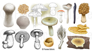 Morphologie des champignons : espèces diverses