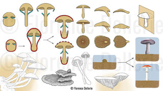 Morphologie générale