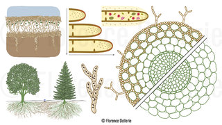 Schémas hyphe et mycelium