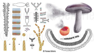 Spores et reproduction