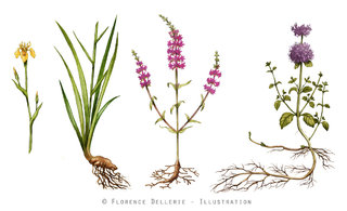 Iris des marais, Salicaire, Menthe aquatique