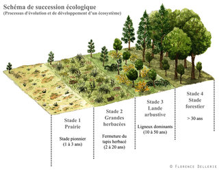 Schéma de Succession Écologique