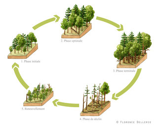 Schéma d'évolution de la forêt