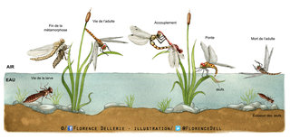 Cycle de vie de la libellule