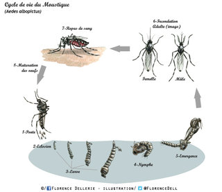 Cycle de vie du moustique