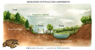 Schéma de migration des amphibiens