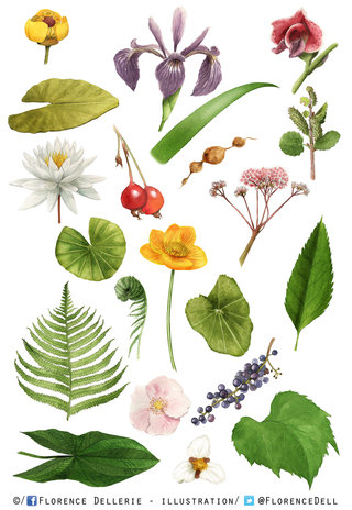 Plantes diverses