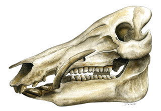 Crâne de Sanglier