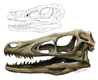 Crâne de Vélociraptor