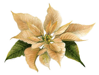 Poinsettia blanc