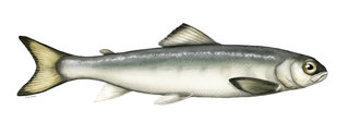 Smolt