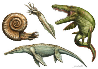 Ammonite, Bélemnite, Mosasaure, Pliosaure