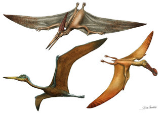 Pteranodon, Quetzalcoatlus, Ornithocheire