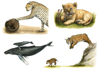 Guépard, Lionceau, Baleine, Lynx