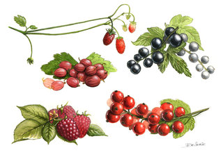 Fruits rouges