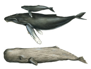 Baleine à bosse & Cachalot