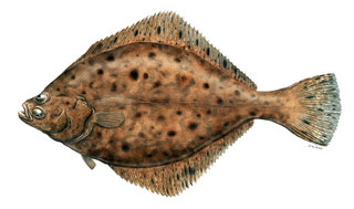 Platichthys flesus (Flet commun)