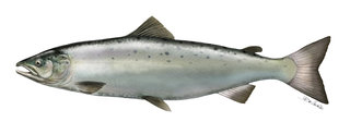 Salmo salar (Saumon Atlantique)