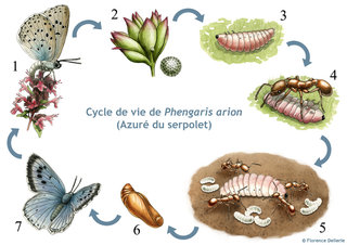 Cycle de vie de l'Azuré du serpolet