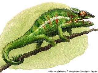 Caméléon