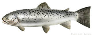 Salmo trutta (Truite de mer)