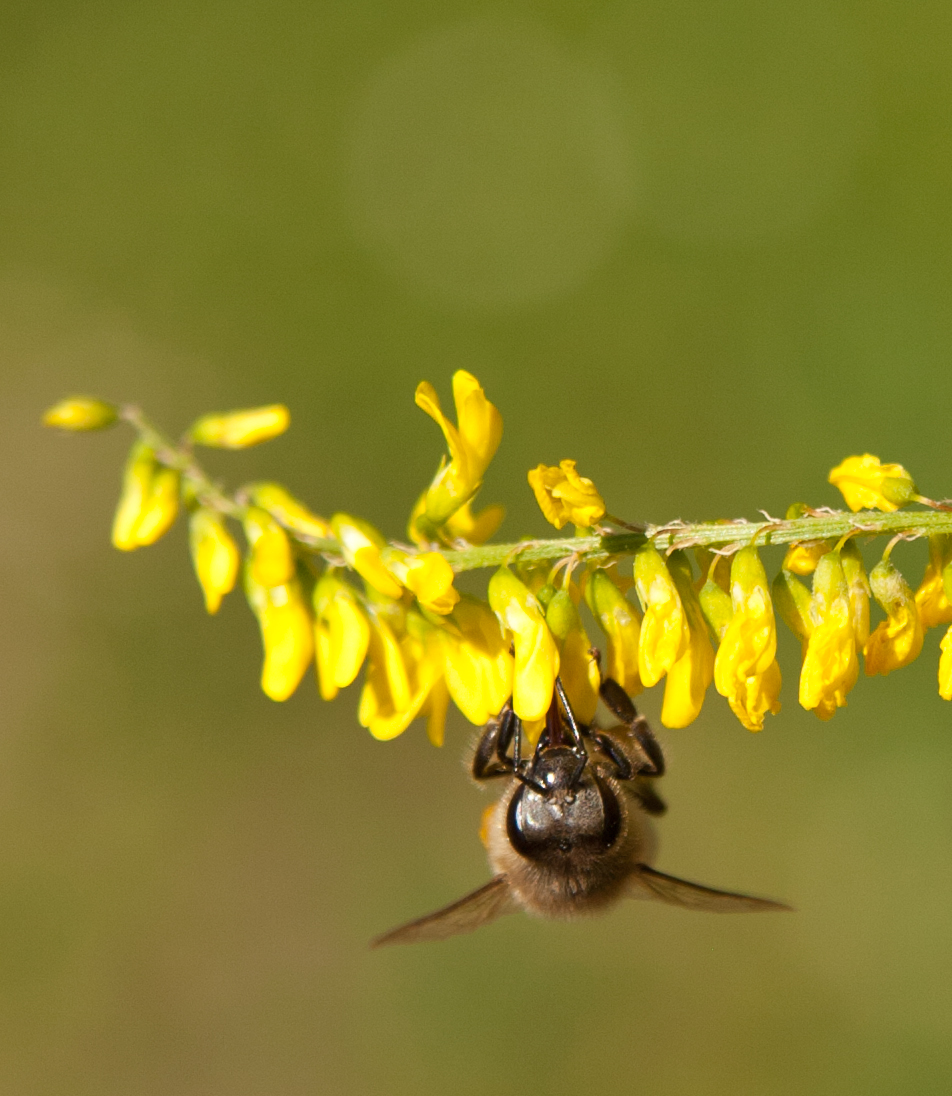 L'abeille et le mélilot jaune<br/><span></span>