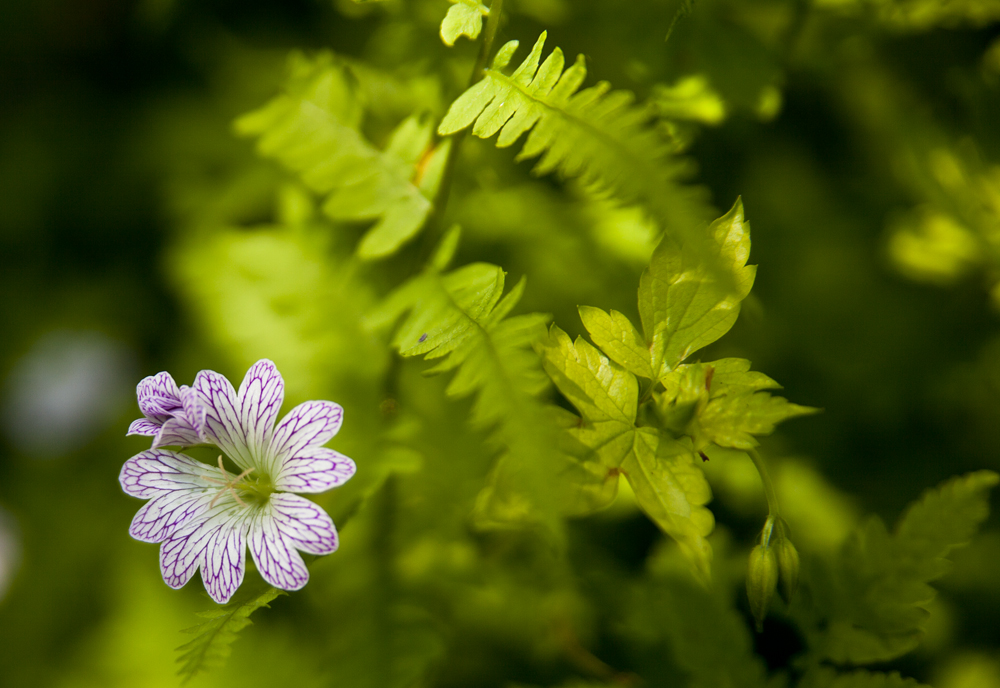 Fleur de Geranium Versicolor<br/><span></span>