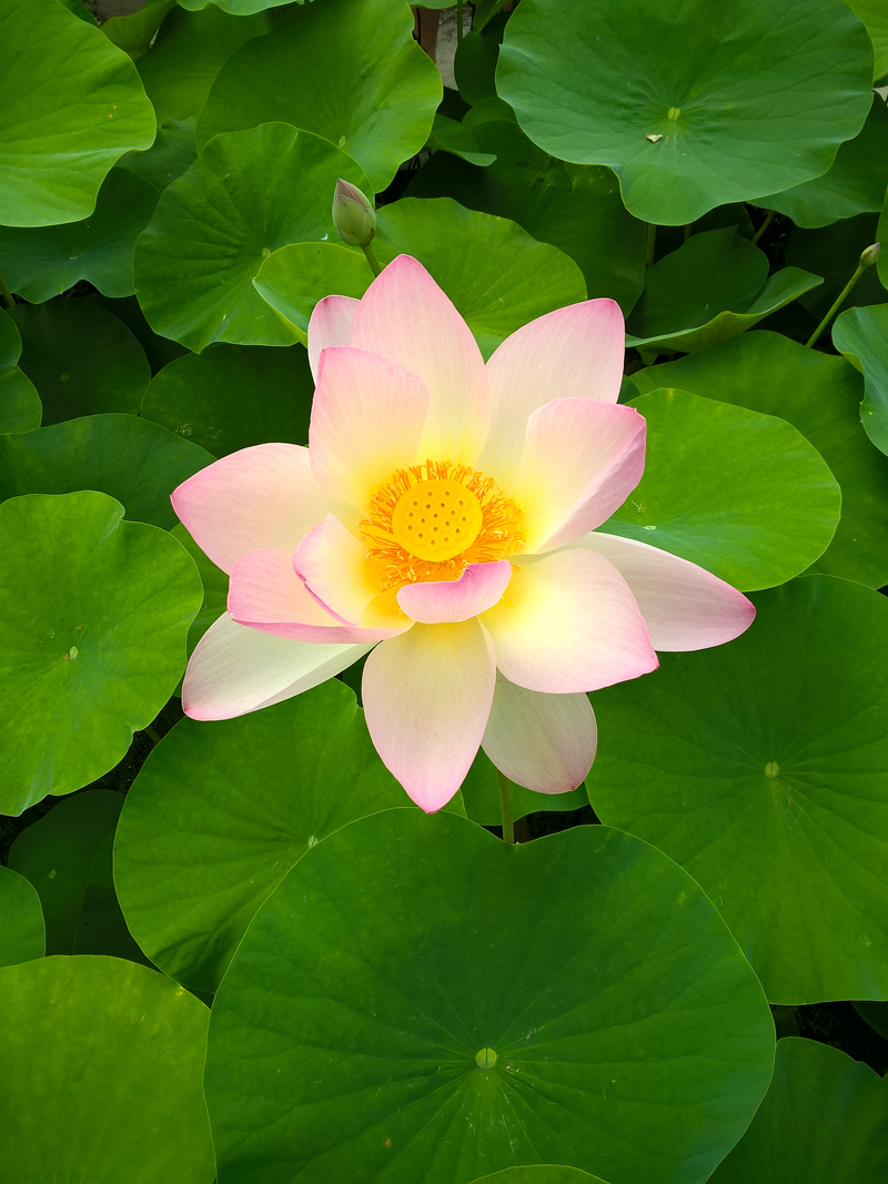 Fleur de Lotus<br/><span>Symbole de pureté absolue et de l'Eveil, emblème de l'élévation spirituelle, la fleur de lotus a la particularité de prendre racine dans la vase, sa tige baignant dans l'eau tandis que sa fleur s'épanouit majestueusement sur l'eau. Intact face à l'impureté, le lotus symbolise la pureté du coeur et de l'esprit.</span>