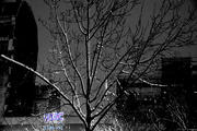 Pixel snow - L'arbre