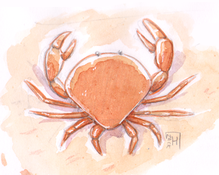 Crabe Aquarelle - Exposition scientique Tiques