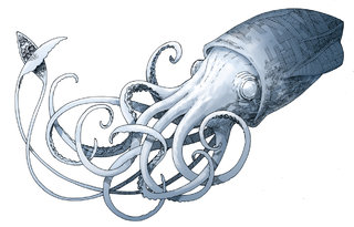 W-CALAMAR-COMPLET.jpg