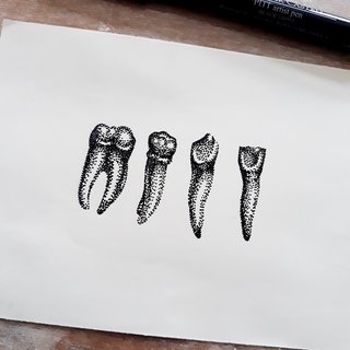 Dents humaines - Etude