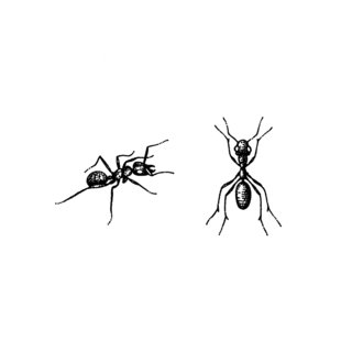 &#8240;tudes d'insectes pour des illustrations - Fourmis