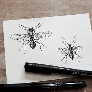 Etudes d'insectes pour des illustrations - Fourmi femelle et mâle