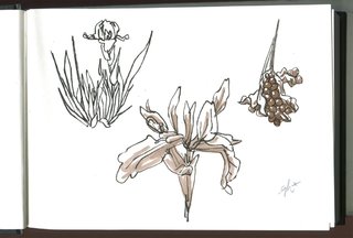 Iris fétides - Pinceau et encres de Chine