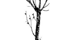 jeune arbre.jpg - Hélène Coudray-graphiste