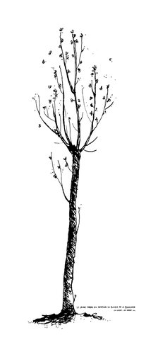 jeune_arbre_jpg__1796591.jpg