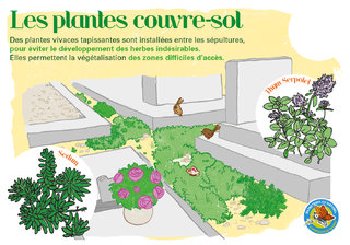 LesPlantesCouvreSol.jpg