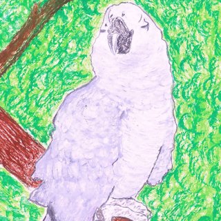 perroquet gris du Gabon