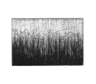 Mauvaises herbes