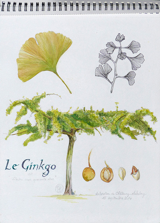 "Le Ginkgo" Arboretum de Châtenay-Malabry