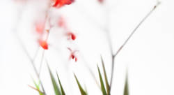 L'éventail souffle / un vent de parfum / sur des fleurs improbables // fan blowing / a parfumed wind / on the unlikely flowers - Jean-Luc NIELS-photographe