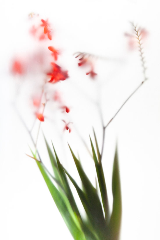 L'éventail souffle / un vent de parfum / sur des fleurs improbables // fan blowing / a parfumed wind / on the unlikely flowers