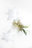 Ne la cueille pas / laisse la dans le champ / la fleur fille (Hyosuï) // Do not pick her / leave her in the field / the girl flower